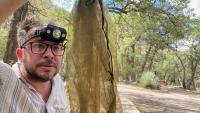 UF/IFAS researchers document mosquito species for first time in US