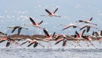 Migratory birds face growing extinction threat worldwide: Report