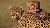 Panic Grips Locals As Two Cheetahs Flee Kuno National Park, Hunt Cow In Sheopur Village
