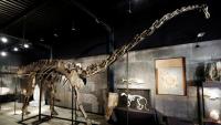 Spanish scientists find first evidence of Diplodocus dinosaur in Europe