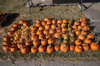 UCP of Maine’s 24th Annual Pumpkins in the Park Returns to Bangor