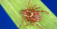 Marshfield Clinic Research Institute warns of tickborne-illness risk in autumn