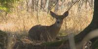 Connecticut’s fall archery hunting season for deer, turkey starts today