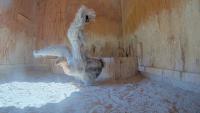 Condor Chicks Taking Flight at Oregon Zoo