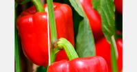 Bulgarian pepper output falls 80% in two decades