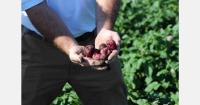 North Carolina seed potato program expands into export markets