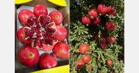 "Good start to the Spanish pomegranate season with high demand and rising prices"
