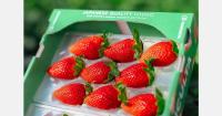 Japanese breeder targets Australia, U.S., and Europe with AI-bred strawberries