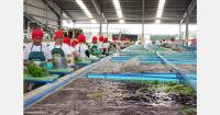 Philippine banana exporters struggle to keep up with demand despite 2.3 million MT production