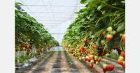 Unusual season for French strawberries and raspberries