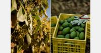 Mexico avocado crop brings renewed hopes for market stability