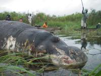 Zambians warned against eating dead wildlife after anthrax kills dozens of animals
