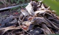 Invasive African snail threatens SVG food security