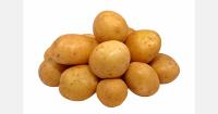Ukrainian potato farm sees Dutch and German seed delivering higher yields