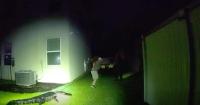 Video shows trapper removing 8-foot alligator from Florida backyard