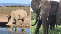 Poacher trampled to death by herd of elephants while ‘lining up shot’ to kill white rhino at park in South Africa