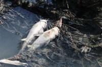 Johannesburg Water tackles Klein Jukskei River sewage spill