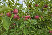 This Maine Orchard Has Apples, A Corn Maze And Fewer Crowds