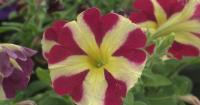 Spokane Valley gardeners get fall advice from WSU experts