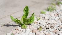Patio weeds will be much easier to get rid of with one natural item – no chemicals needed