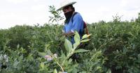 Pairing policy, tech to fix ag’s labor crisis