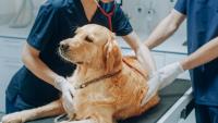 Australian golden retriever's emergency blood donation saves fellow dog's life