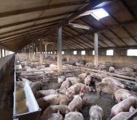 Caribbean strengthens preparedness for African Swine Fever