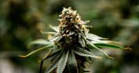Rock Hill neighbors sue cannabis factory over alleged ‘skunky’ odor