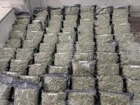 Police Seize Over 70 Kg of Marijuana, 368 Cannabis Plants in Stara Zagora