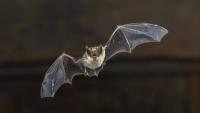 Third bat tests positive for rabies in Two Rivers Public Health District