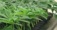 Cannabis sales hit $250 million in Minnesota