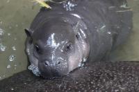 Meet Maple: Toronto Zoo's pygmy hippo makes her public debut