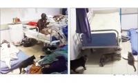 SPCA launches sterilisation campaign for Oshakati hospital cats 