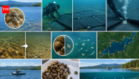In 2011, New York covered five acres of Lake George with more than 700 mats to suffocate invasive Asian clams; 97% died, but the invader later spread to 27 locations