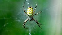 Rare WASP spider ‘as big as a credit card’ is starting to spread in England – as new string of sightings recorded