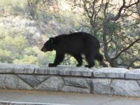 Bears attack teen inside condo and woman at campground in Colorado