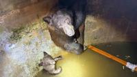 California rescuers cut open water tank to free mother bear, 3 cubs after 12-hour ordeal