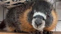 Mystery marmot turns up in San Francisco backyard after suspected accidental car ride