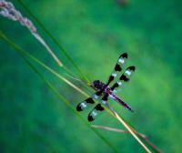 Why Missouri Is Suddenly Seeing So Many Dragonflies