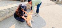 Chile eliminates dog-transmitted rabies as a public health issue and becomes the first country to achieve it
