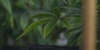 Minnesota cannabis sales top $250 million in first year of legal market