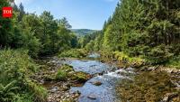 France planted Douglas-fir forests; streams later showed up to 10 times more nitrate