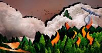 Visit Smoke from Wildfires Is a Growing Health Threat to Both People and Birds page