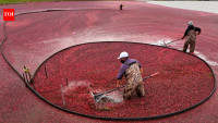In 2018, Massachusetts removed the first of two old dams from former cranberry bogs; by 2020...