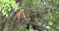 Colorado Parks and Wildlife plans to relocate mountain lion found in Westminster tree