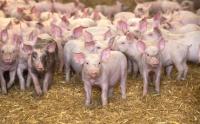China's pork power: Trade, disease and what it means for the UK – The Farmers Guardian Podcast