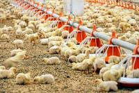 Achievements of the Country’s Poultry Farming Industry: The Contribution of the “Nurly meýdan” Dayhan Farm to Food Abundance