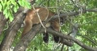 Colorado Parks and Wildlife relocates mountain lion spotted in neighborhood tree
