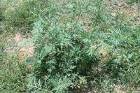 Invasive Weed Spotted in Srinagar, SKUAST-K Warns Of Spread