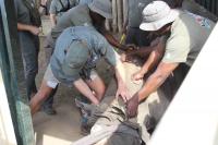Ezemvelo donates 20 rhinos to Botswana